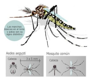 dengue.20